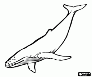 Colora Balena