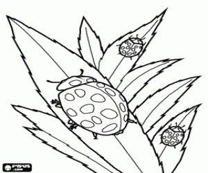 Colora Coccinelle sulle foglie di una pianta
