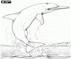 Colora Delfino saltellanti, con il suo corpo completamente fuori delle acque, davanti della costa
