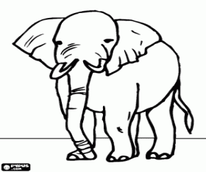 Colora Elefante