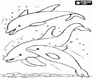 Colora Gruppo di delfini saltellanti