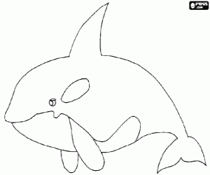 Colora L'orca, il pi� grande animale della famiglia dei delfini