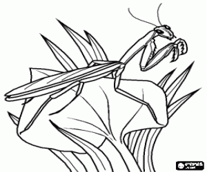 Colora Mantis religiosa con le sue gambe anteriori in posizione di preghiera