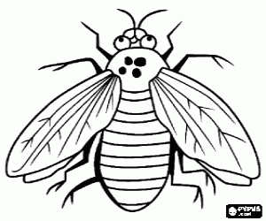 Colora Mosca comune con i suoi due ali e grandi occhi
