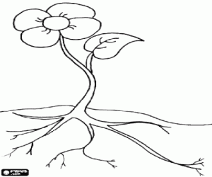 Colora Piccola fiore, con le sue foglie e radici