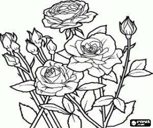 Colora Rose aperte e bocciolo di rosa in una pianta di rose