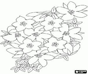 Colora Vegetali di fiori commestibili, una sorta di viola o lilla saxifraga