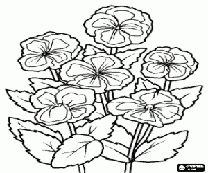 Colora Viole, una pianta ornamentale con fiore utilizzata nei giardini