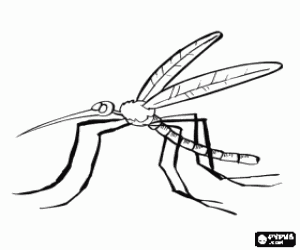 Colora Zanzara con le sue lunghe gambe e il becco a forma di bocca