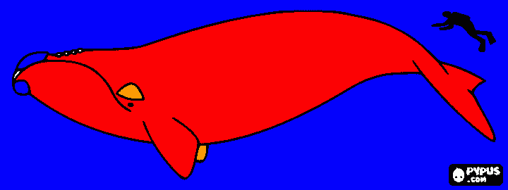 BALENA FRANCA da colorare
