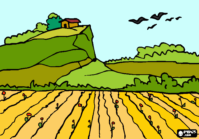campo di grano da colorare