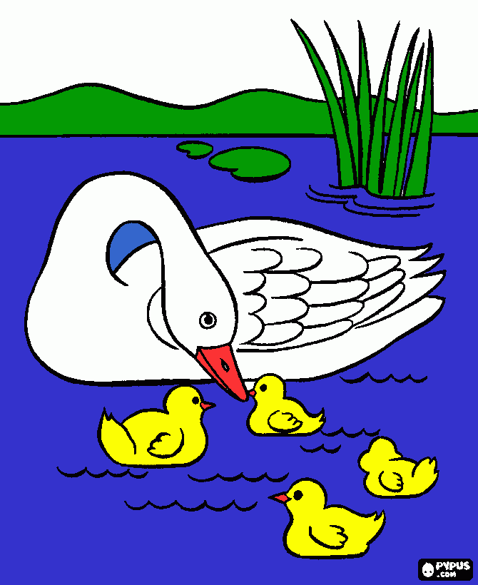 cigno e cignetti da colorare