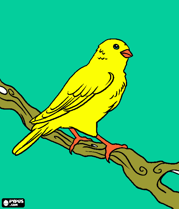 cocorita da colorare