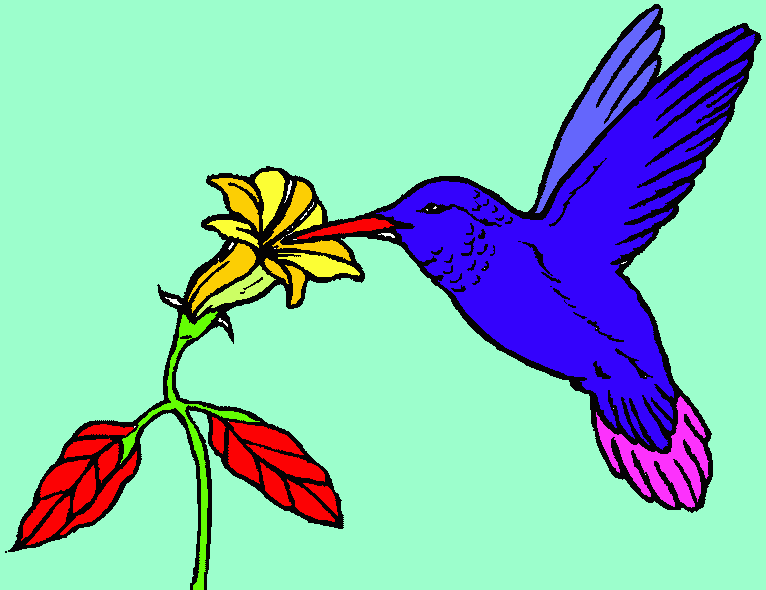 colibri' da colorare