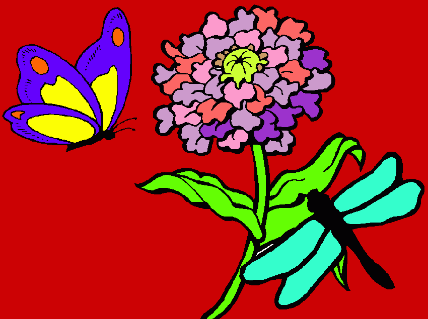crisantemo da colorare
