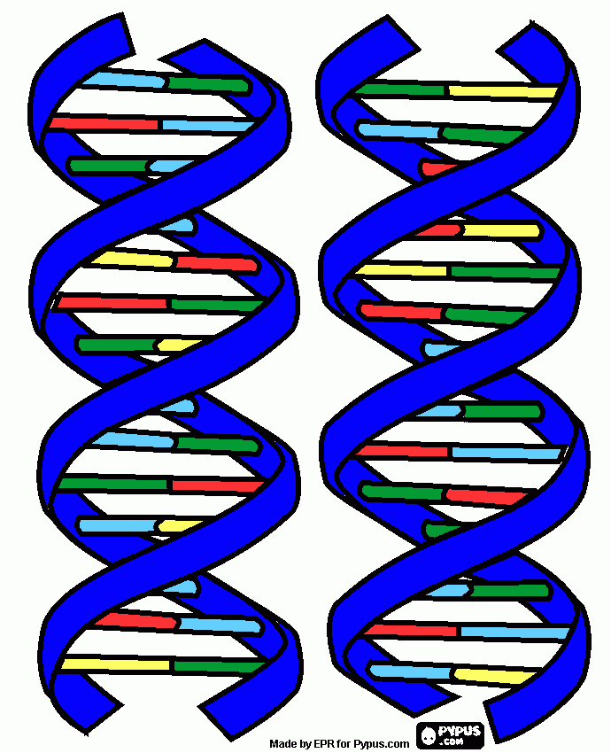 dna da colorare