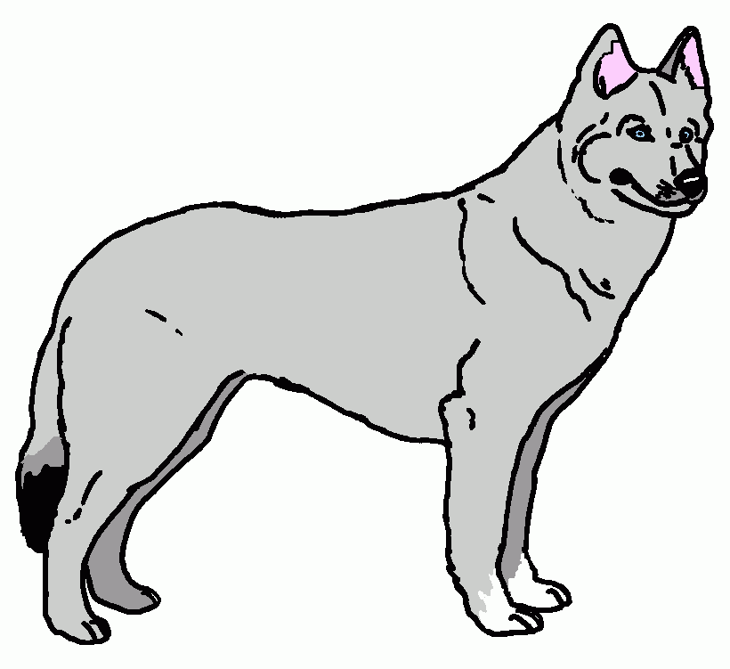 husky da colorare