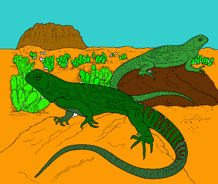 iguane da colorare