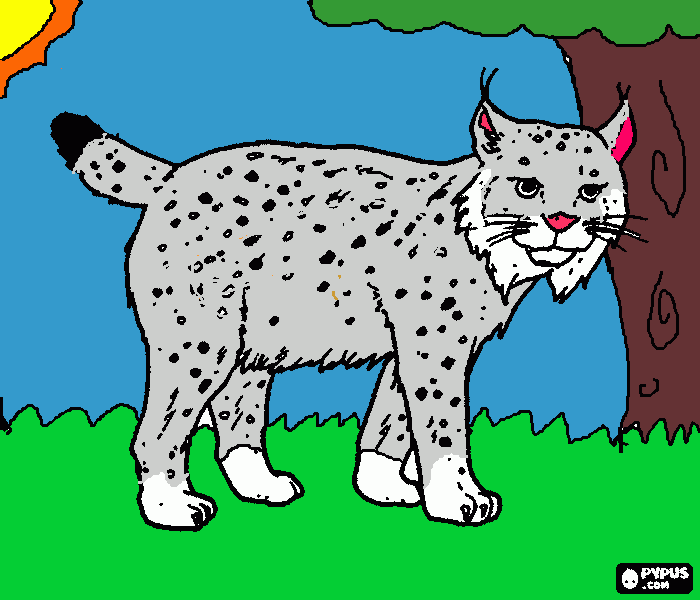 lince da colorare