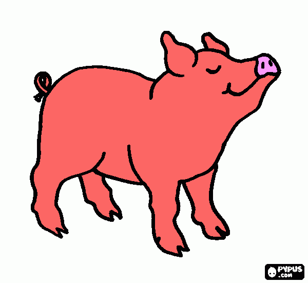 maialino da colorare