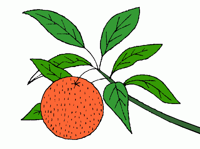 mandarini da colorare