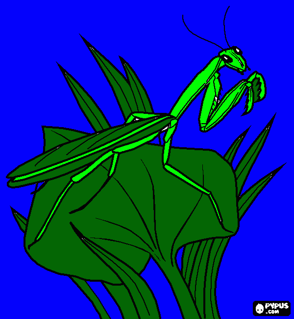 mantide religiosa da colorare