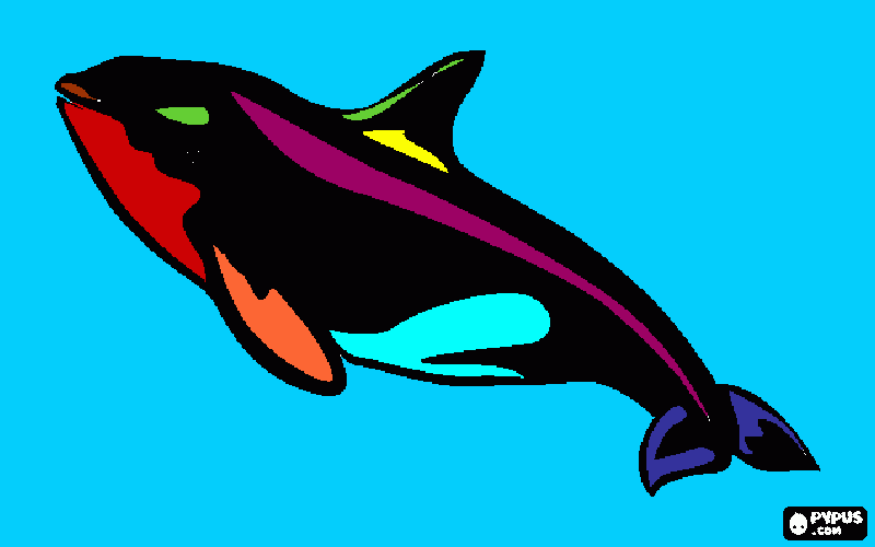 orca assassina da colorare
