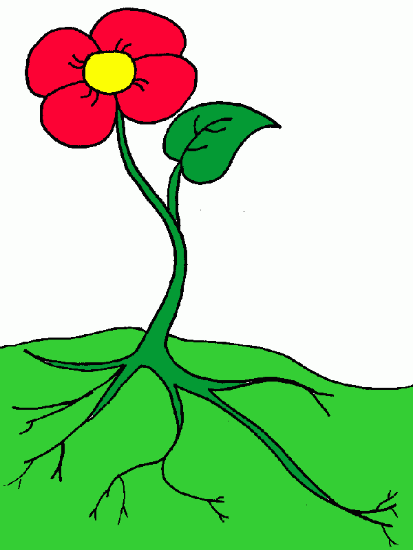 papavero da colorare