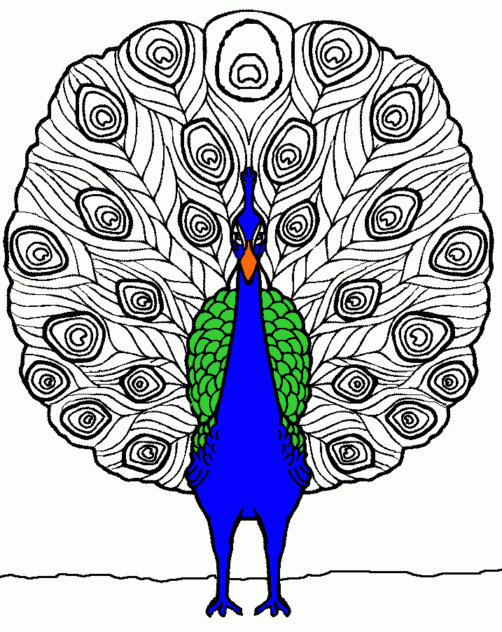 pavone da colorare