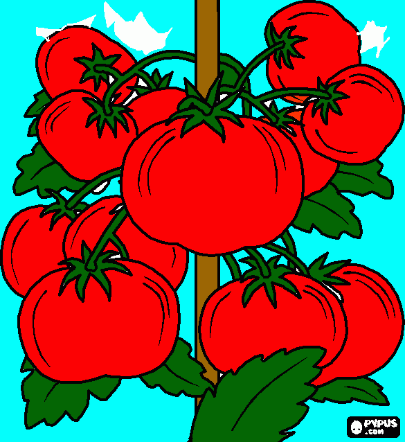 pomodori da colorare