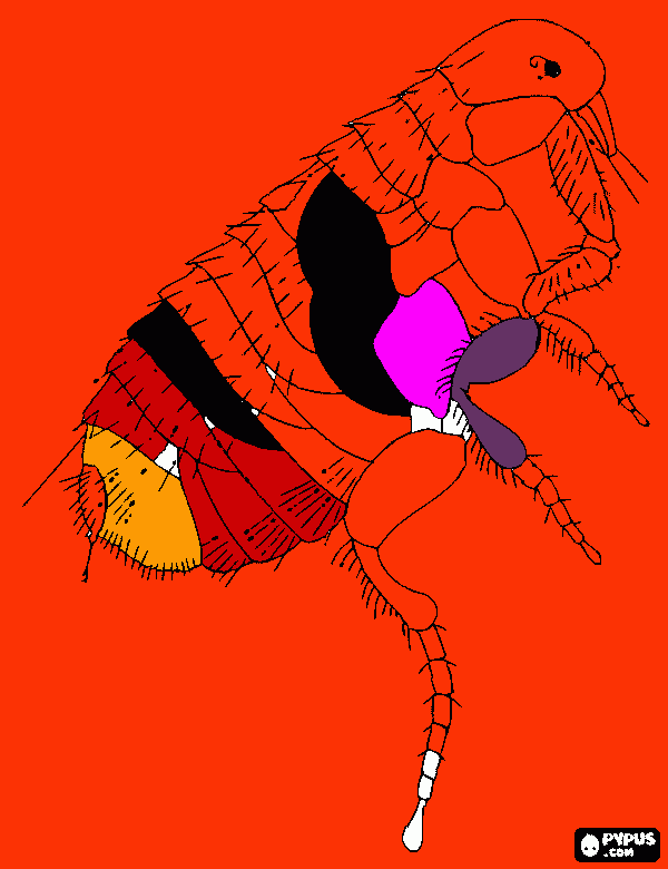 pulce...bleah! da colorare