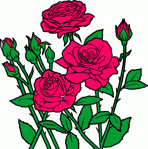 rose fiorite da colorare