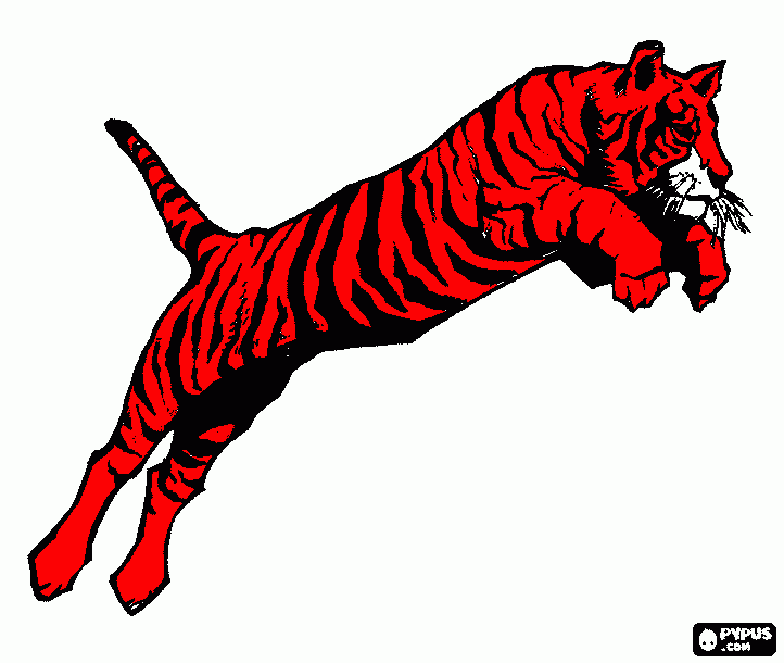 tigre che salta da colorare