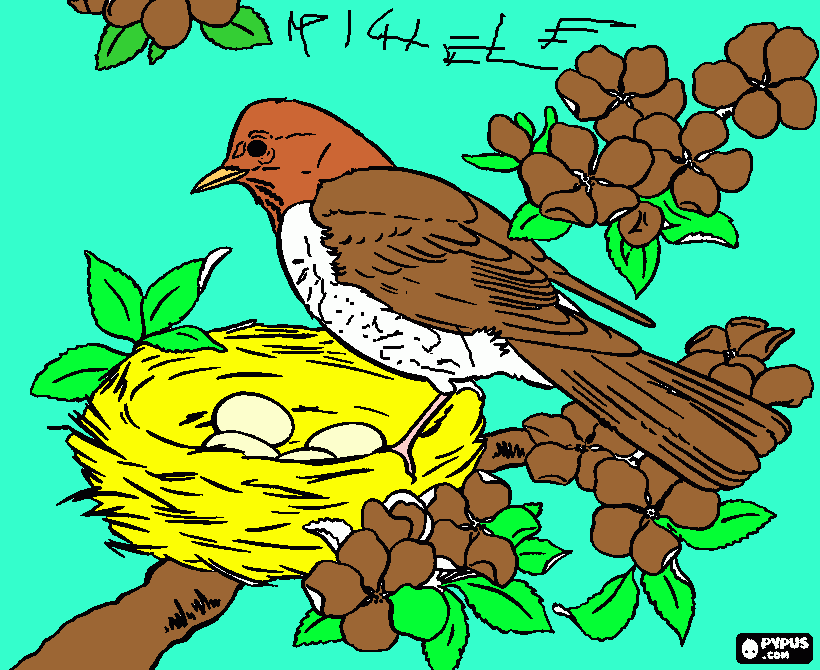 tordo da colorare