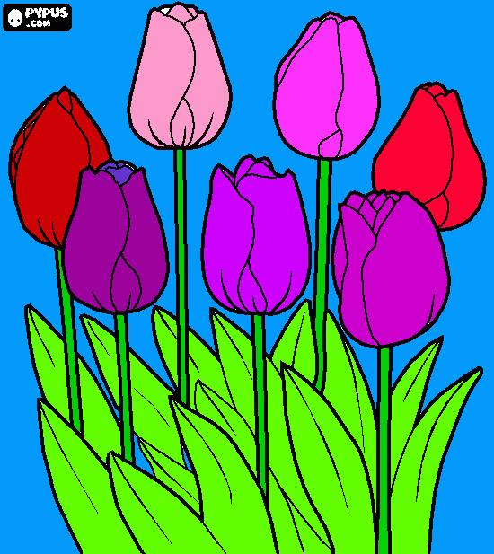 tulipani da stampare da colorare