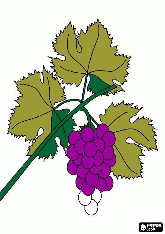 uva da colorare