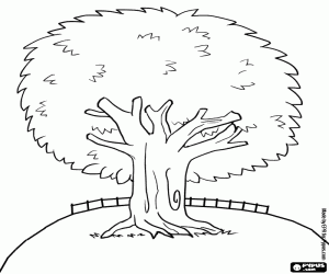 Colora Un albero sempreverde