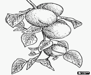 Colora Alcune albicocche all'albero