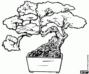 Colora Il bonsai, arte giapponese