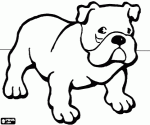 Colora Bulldog - Bulldog Inglese