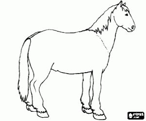 Colora Cavallo
