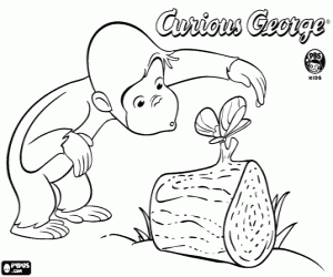 Colora Curioso George e la farfalla