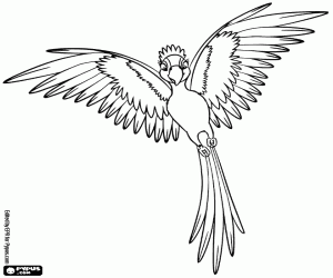 Colora Gioiel ostenta le penne