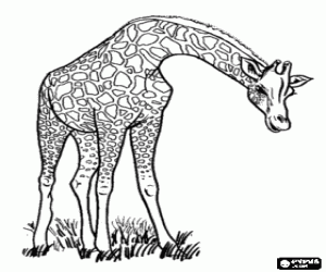 Colora Giraffa con il collo verso il basso