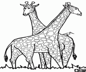 Colora Due giraffe e un uccello