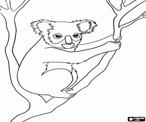 Colora Koala, un marsupiale australiano