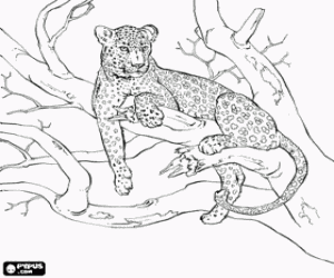 Colora Un leopardo sull'albero