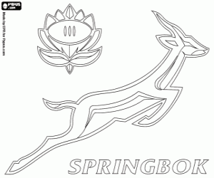 Colora Logo de Sringboks