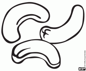 Colora Le noci di acagiù, i semi