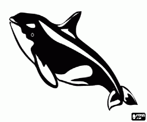 Colora Orca, un cetaceo